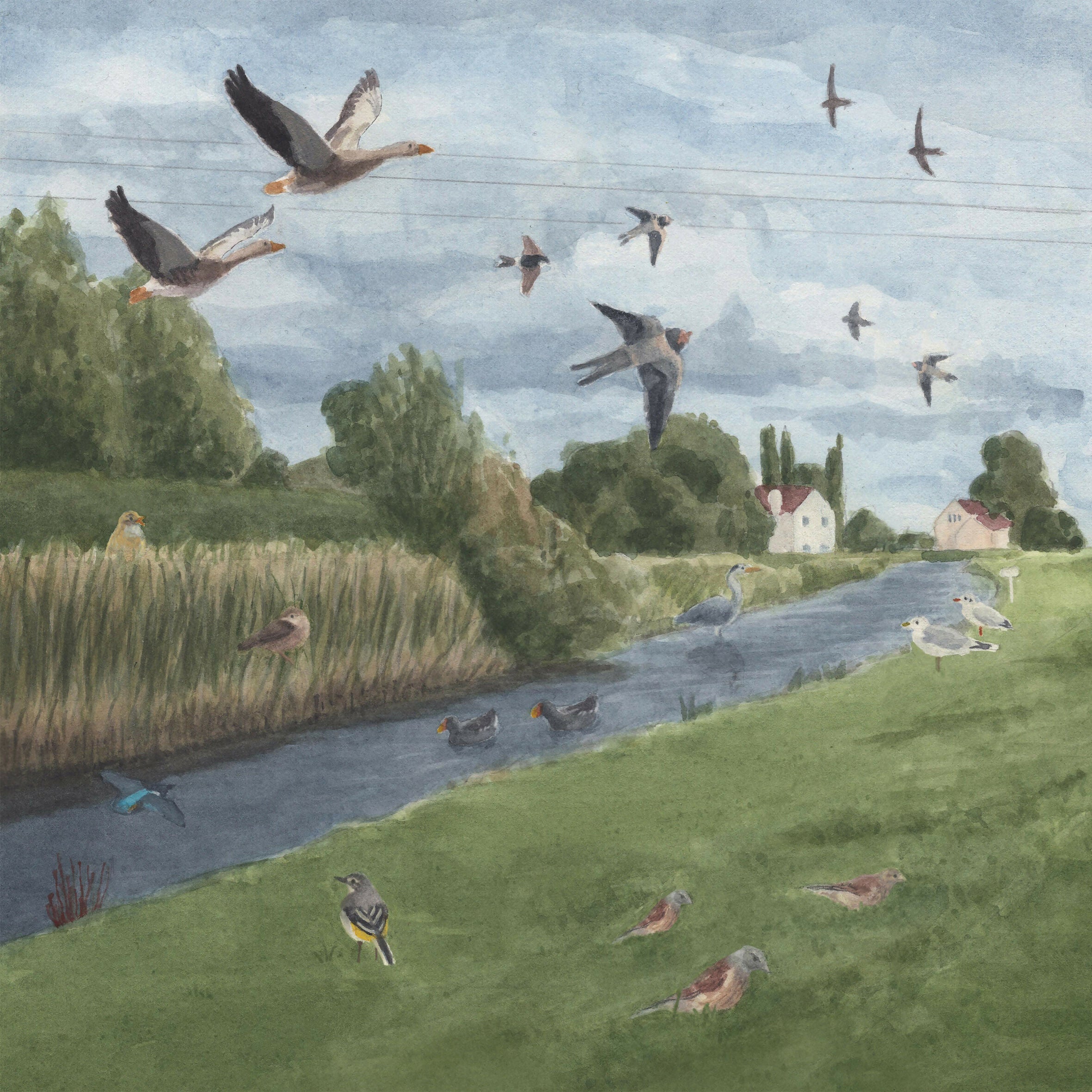 Birds of Beverley - 8" x 16" Print