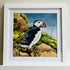 Atlantic Puffin Catch of the Day - 8" Framed Print