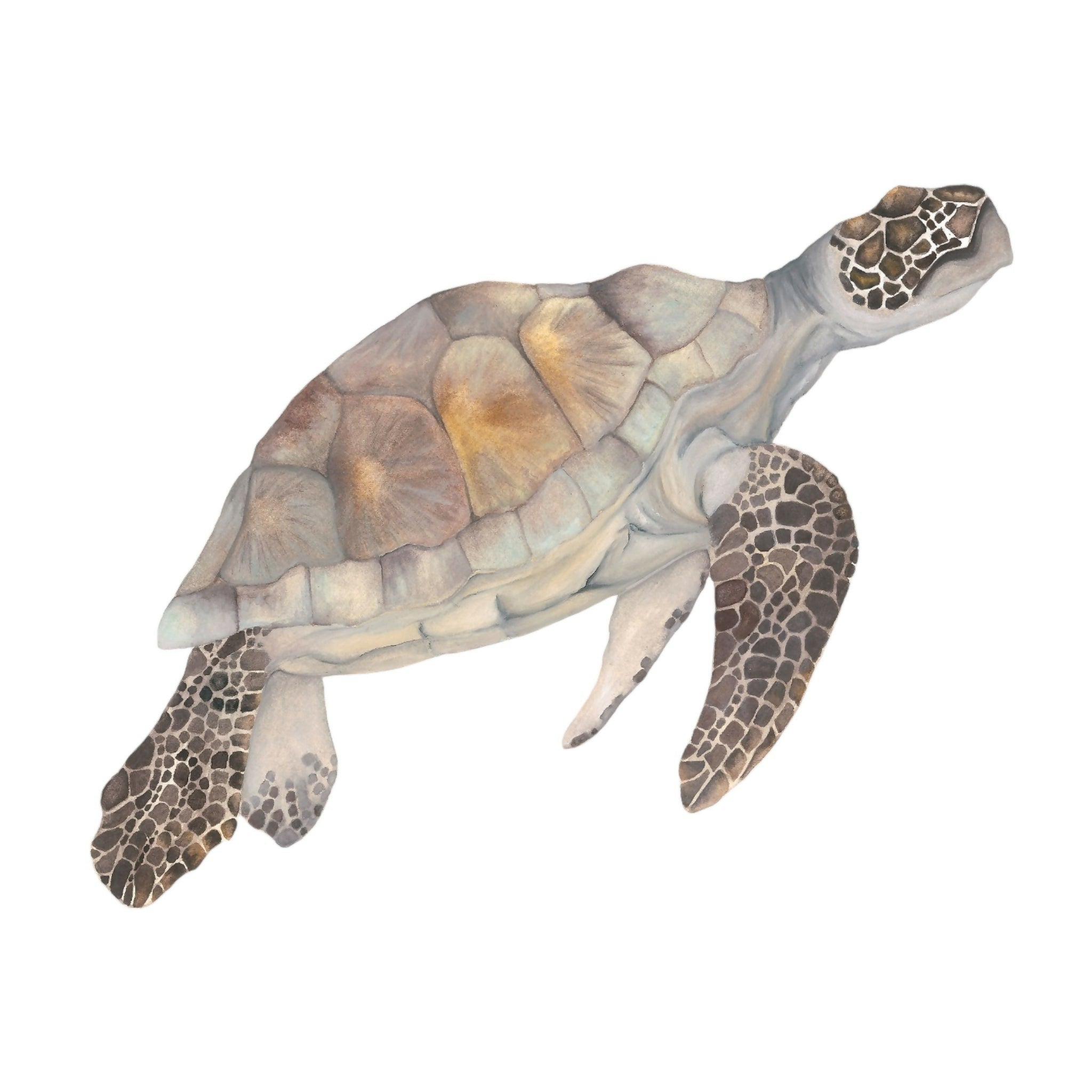 Turtle Giclée print