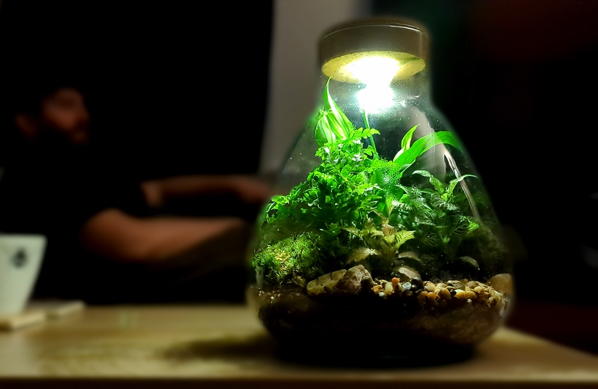 XL Conical Terrarium