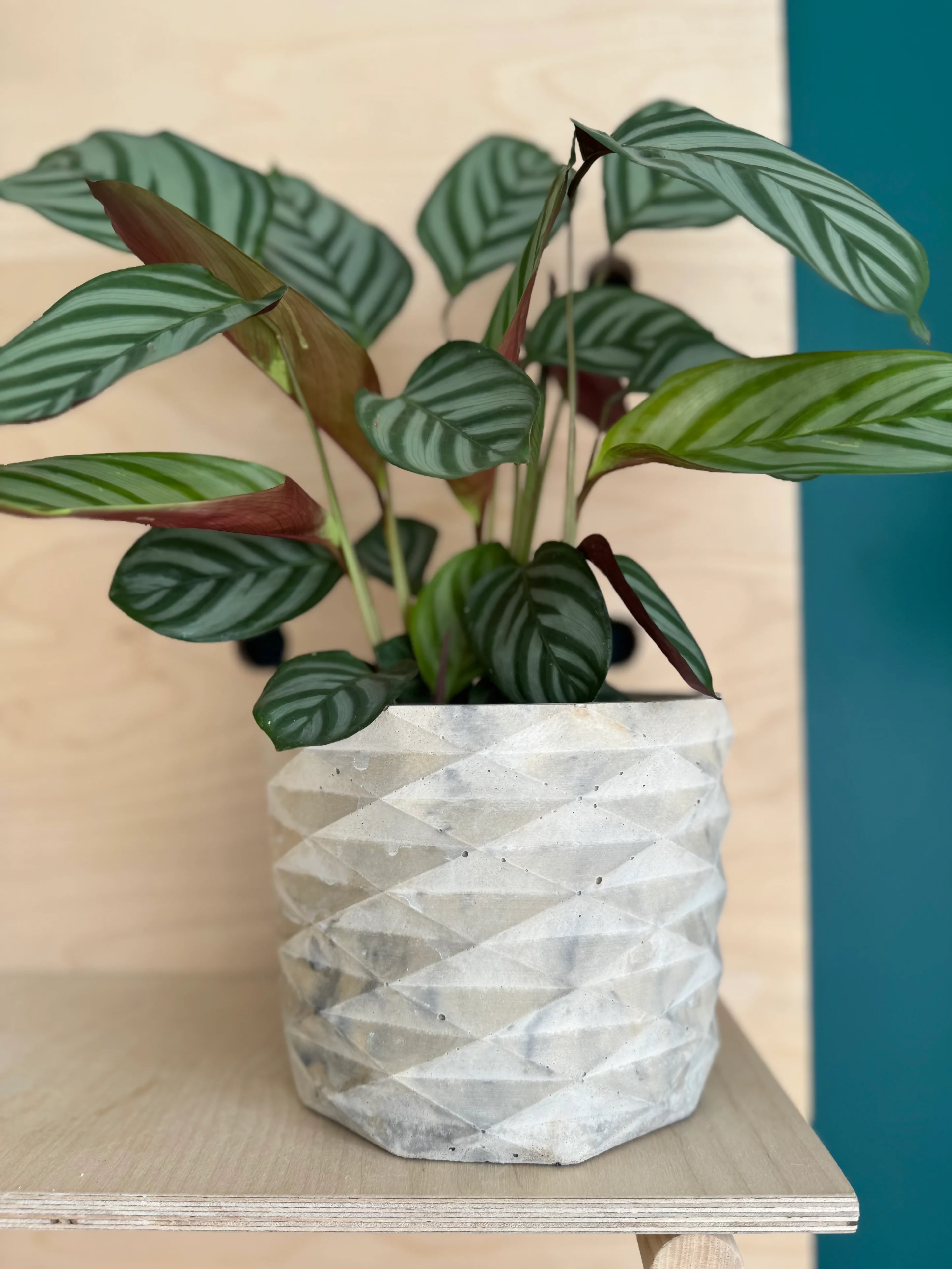 17cm Geometric Pot & Plant