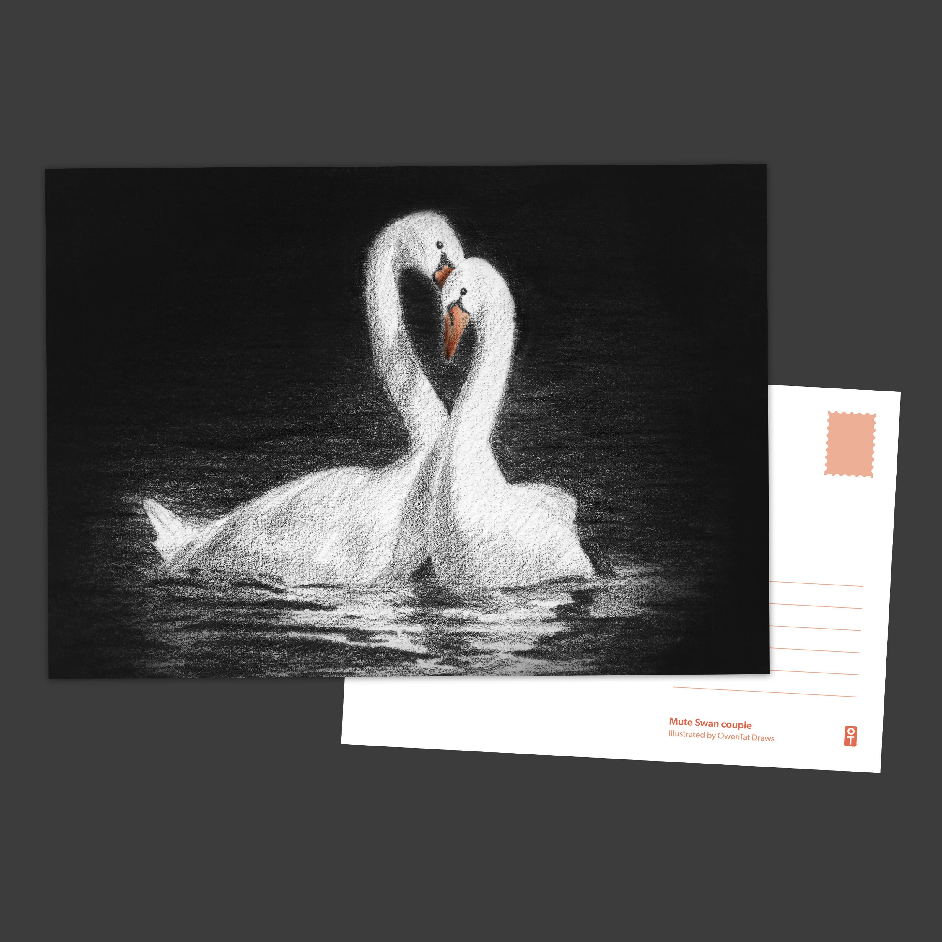 Swan Couple - A5 Postcard