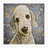 BEDLINGTON TERRIER DOG - COLOUR SPLASH MOUNTED ARTWORK.