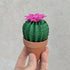 Origami Paper Cactus in Terracotta Pot