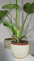 TEXTURED PLANT POT