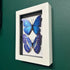 Two Stunning Faux Paper Morpho Butterflies In A White Box Frame