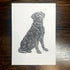 Labrador - 5x7