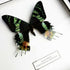 Sunset Moth (Chrysiridia rhipheus) Handmade Box Frame