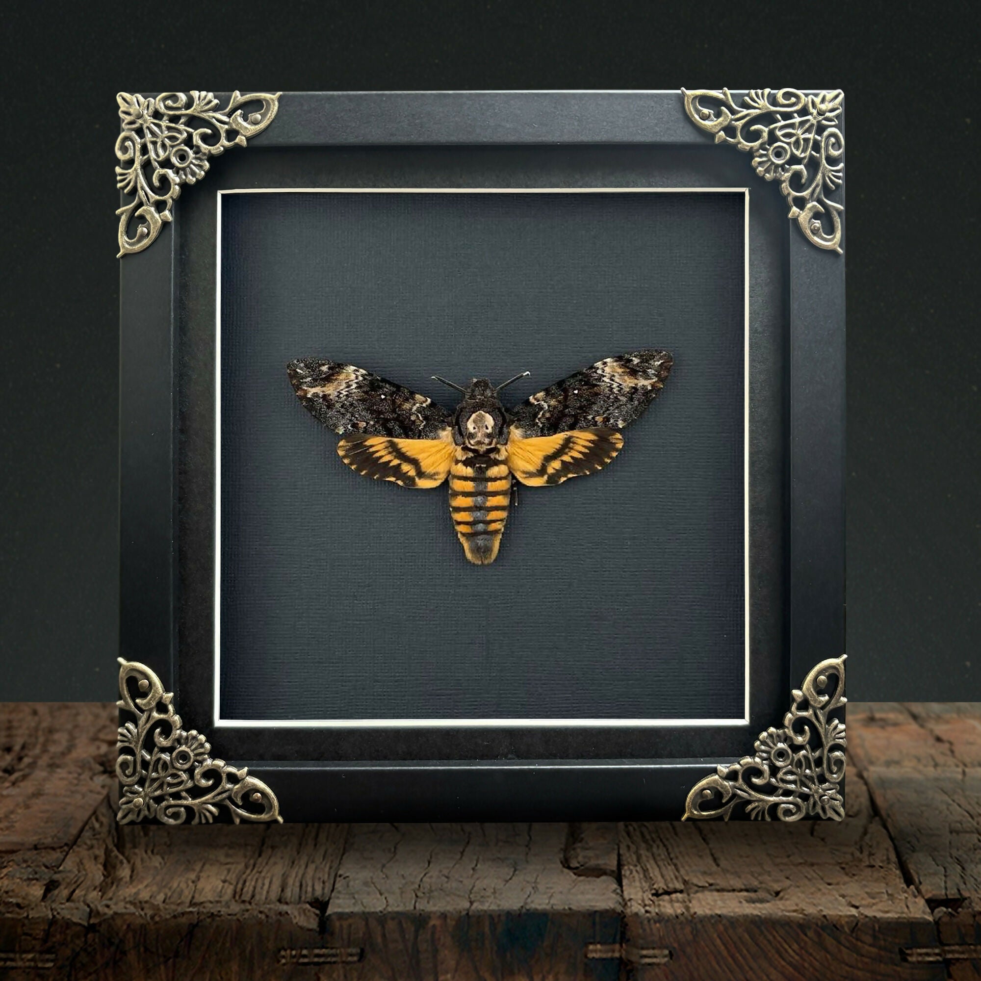 Deaths Head Hawk Moth (Acherontia atropos) Handmade Gothic Box Frame