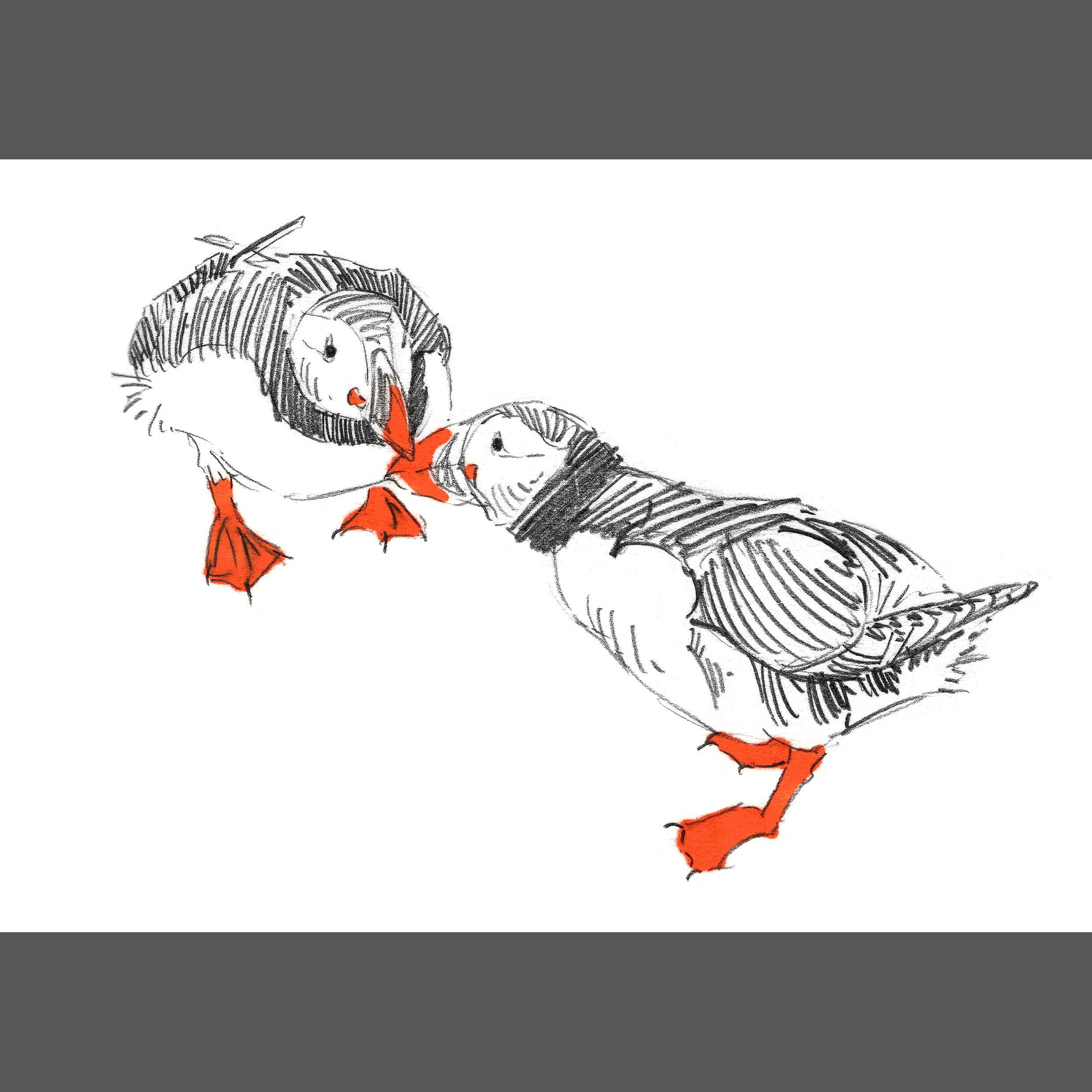 Billing Puffin Sketch - A6 Print