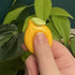 Handmade Polymer Clay Lemon Worry Stone