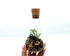 250ml Conical Flask Terrarium