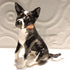 Ceramic Tricolour Border Collie Dog Sculpture