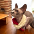 PET SCARF, STRIPY, 2-COLOUR COSY FOR CAT OR SMALL DOG