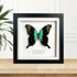Aqua Swallowtail (Papilio peranthus) Butterfly Handmade Box Frame