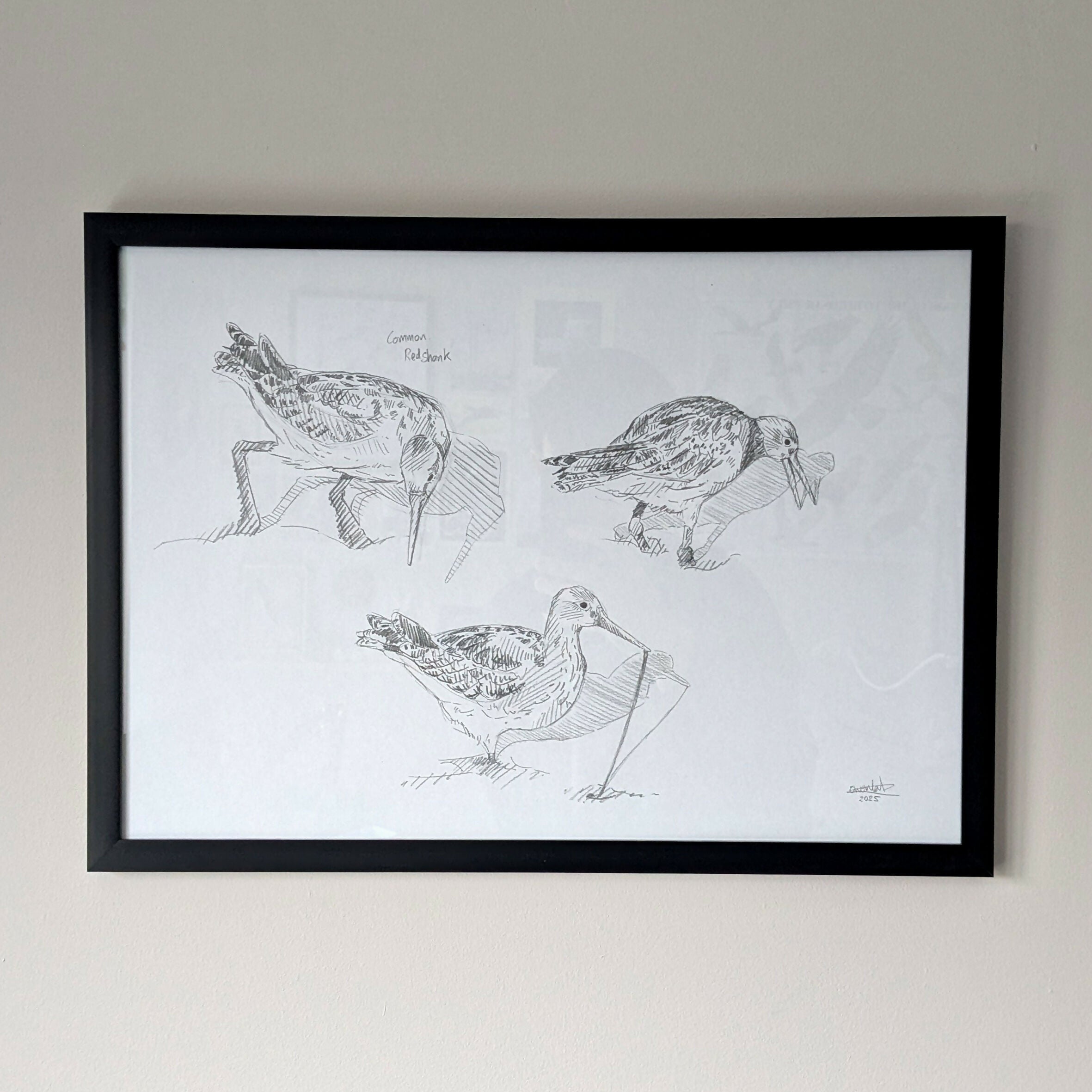 Redshank Sketches - A3 Original Framed