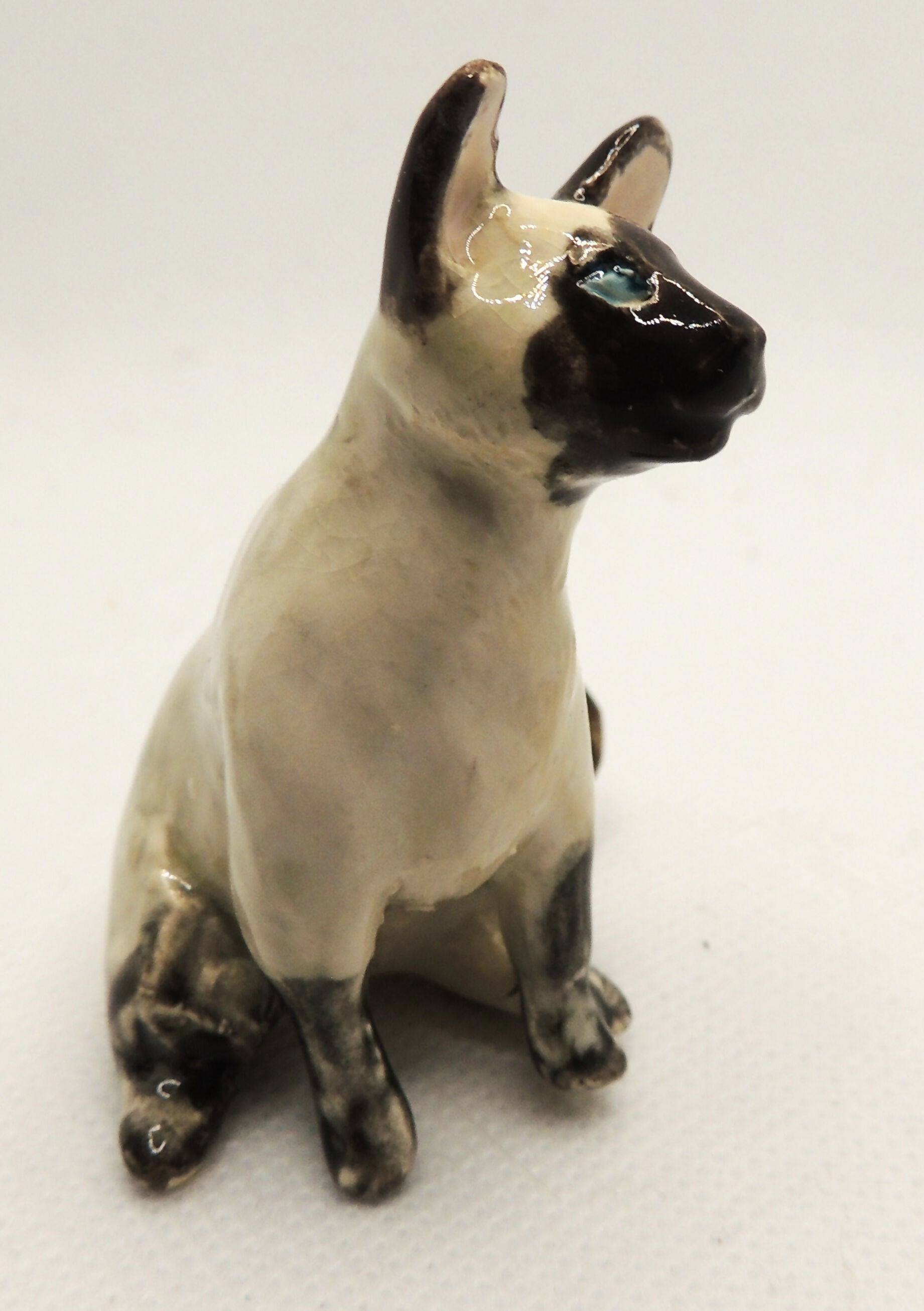 Siamese cat