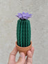 Origami Paper Cactus in Terracotta Pot