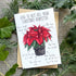 How to Not Kill Your Poinsetta Christmas Card