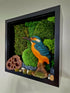 Kingfisher