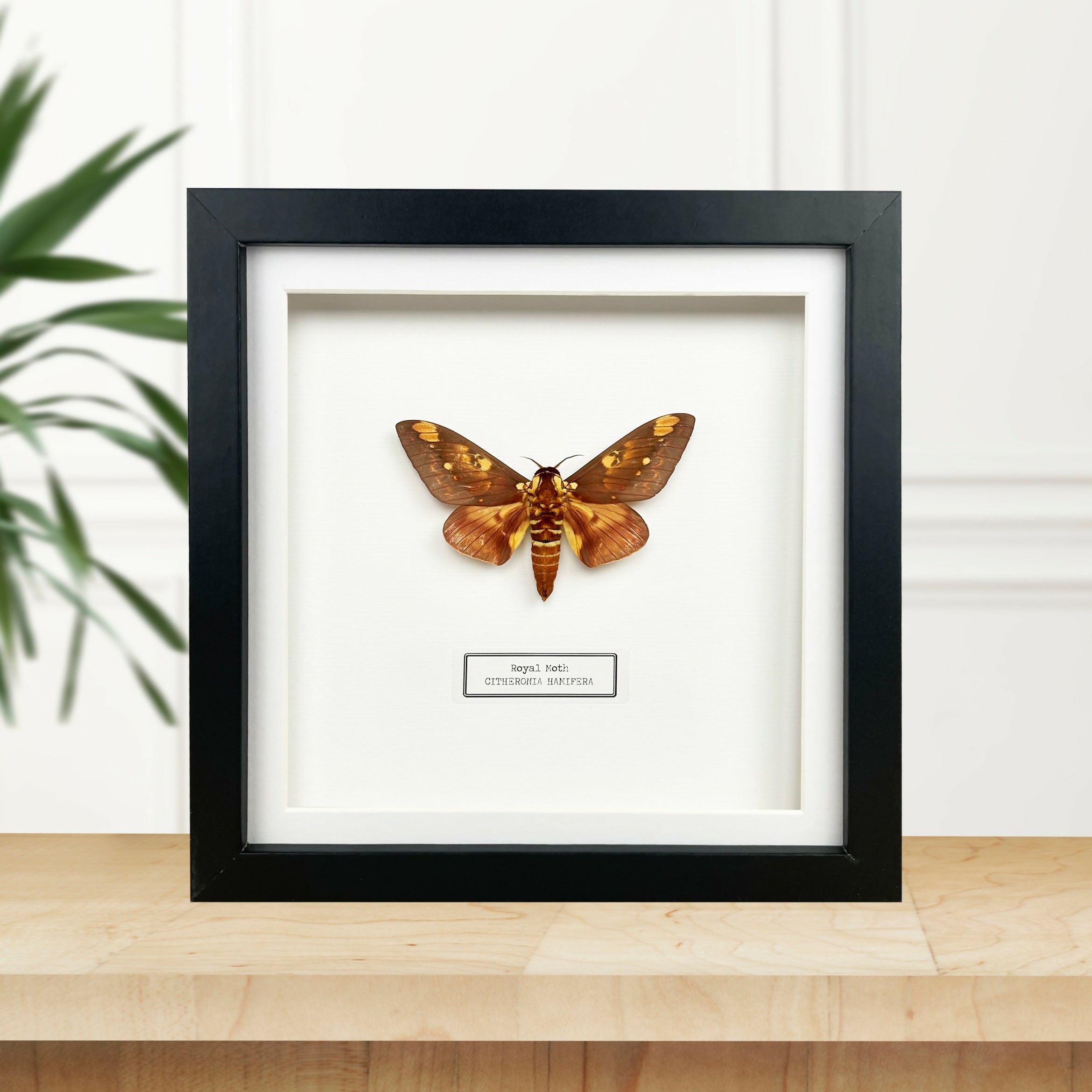 Royal Moth (Citheronia Hamifera) Moth Handmade Box Frame