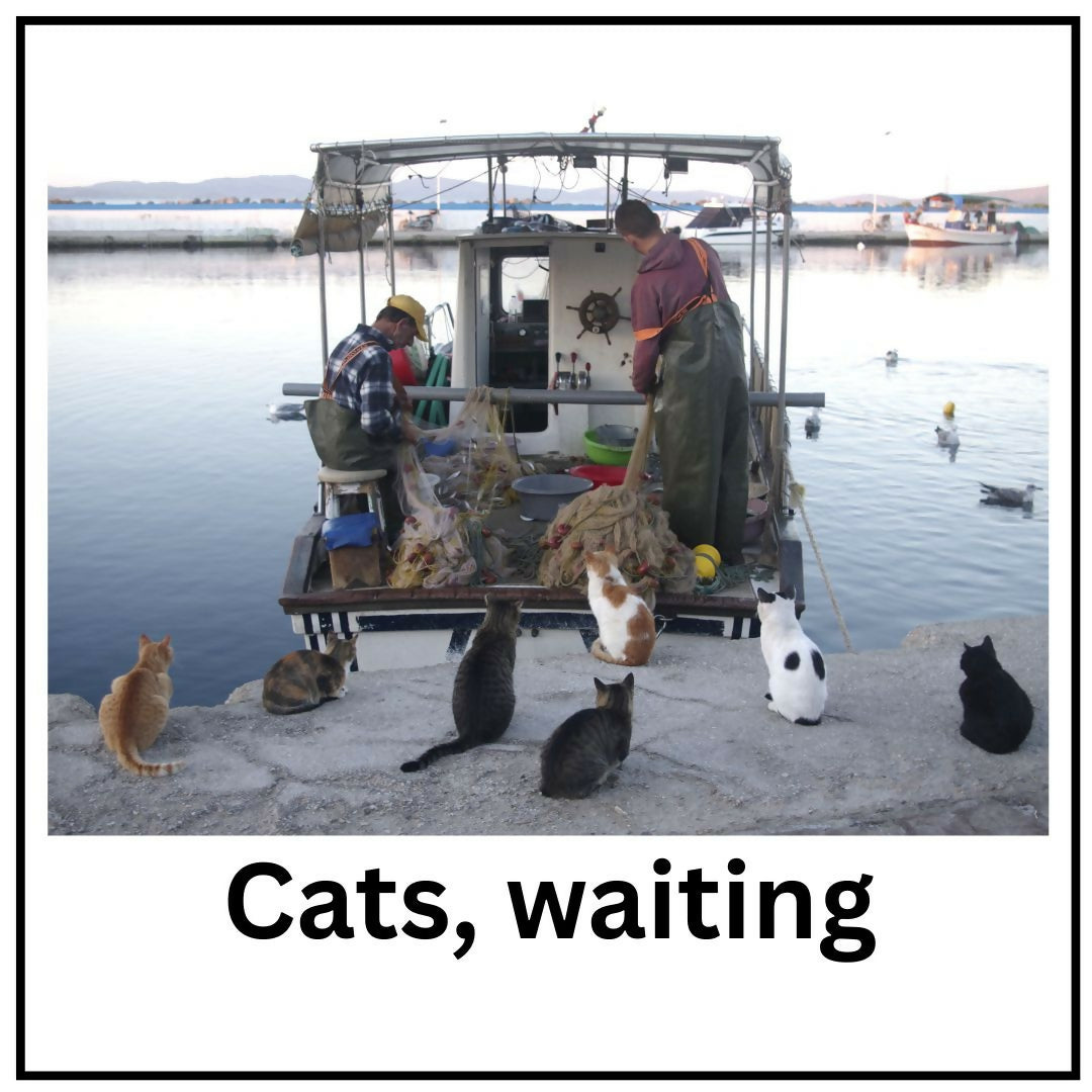 Cats, waiting (Small Frame)