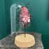 Lovely Glass Dome Featuring A Red & Black Floral 3D Paper Beetle
