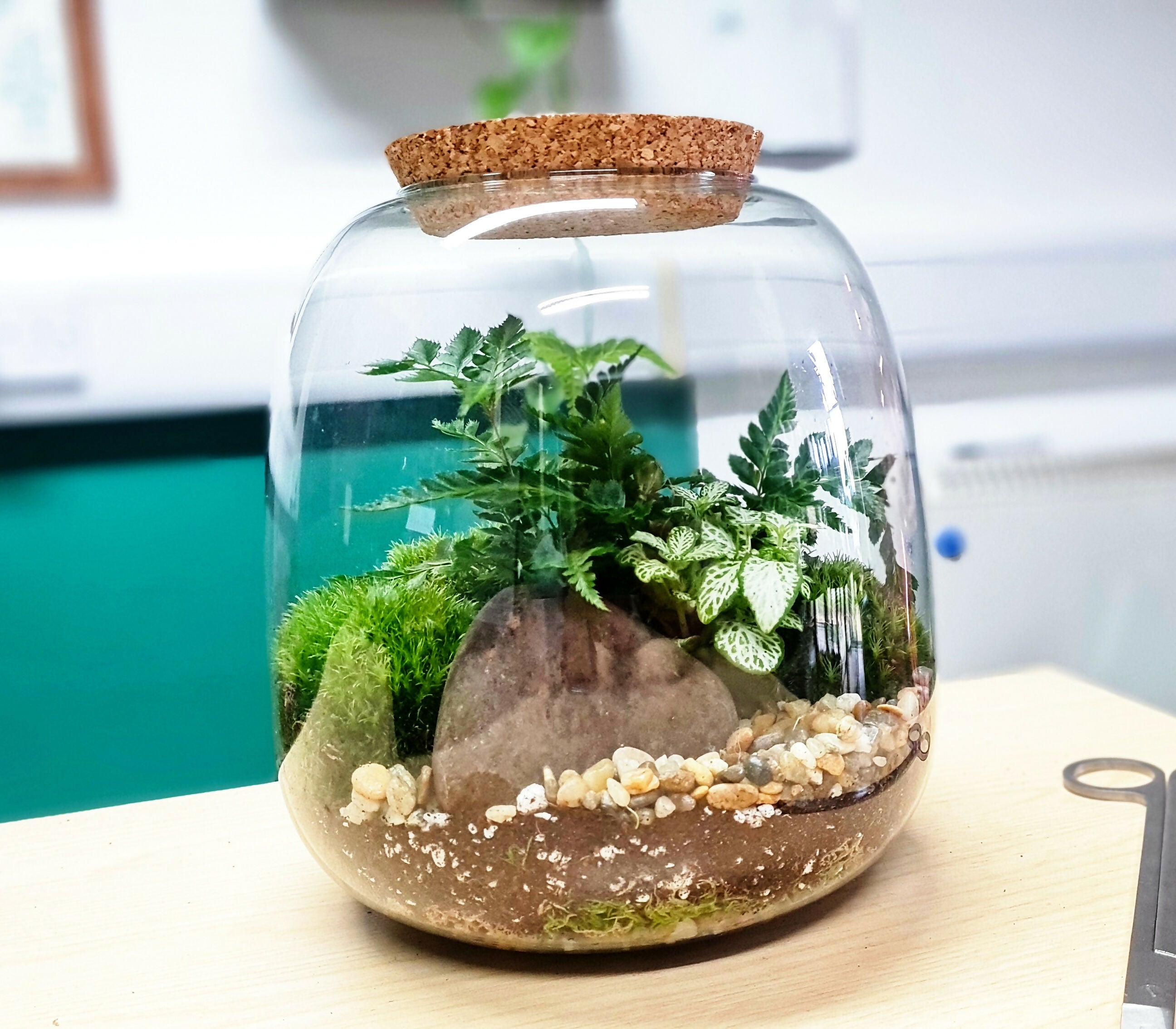 Medium Bubble Terrarium