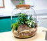 Medium Bubble Terrarium
