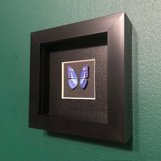 Lovely Mini Faux Blue & White Morpho Butterfly Mounted In A Black Box Frame