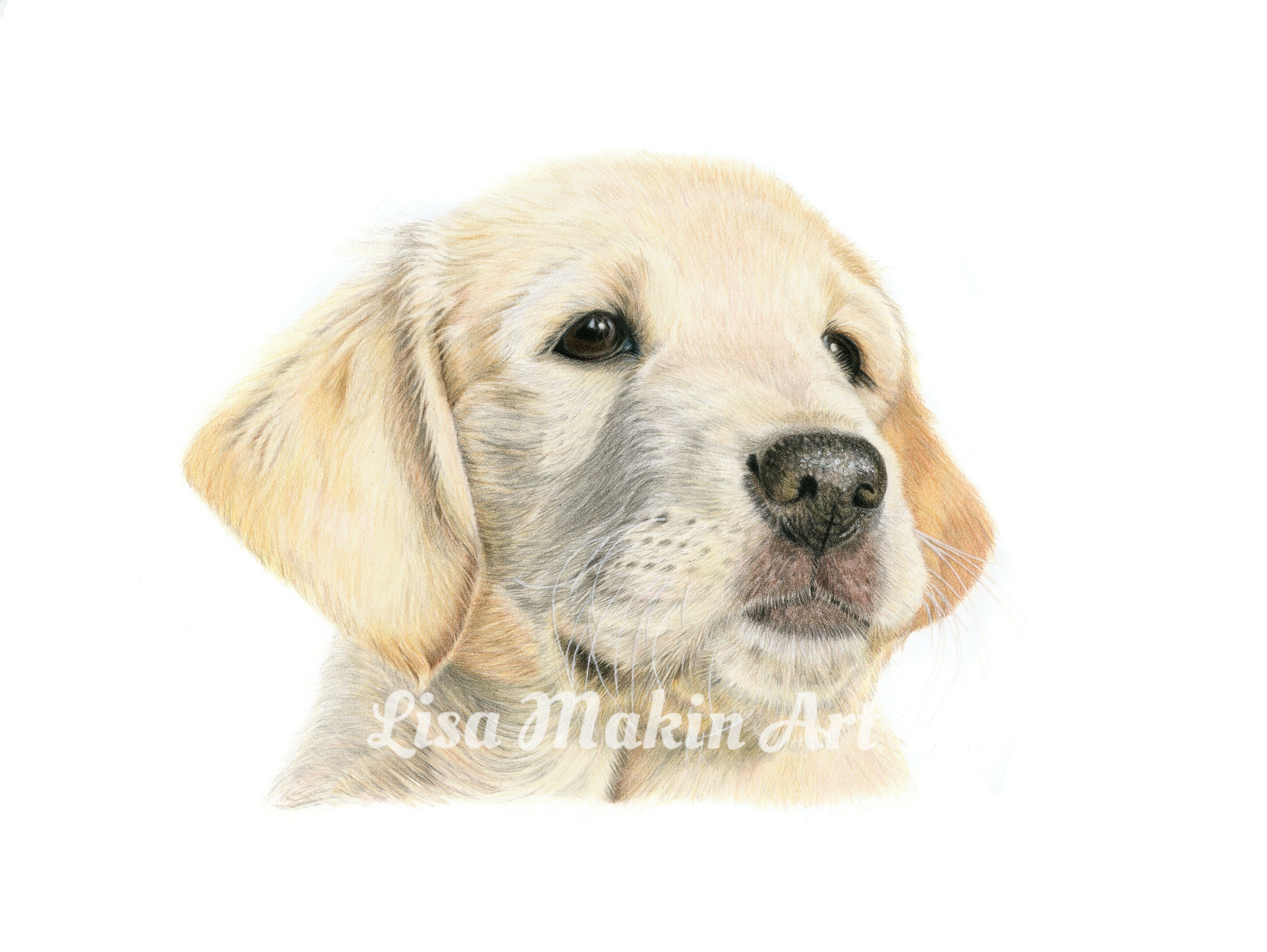 Fine Art Giclée Print of a Labrador Puppy.