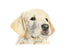 Fine Art Giclée Print of a Labrador Puppy.