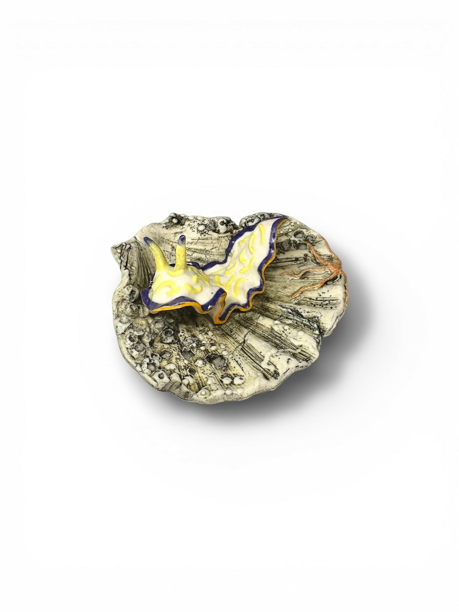 Porcelain Sea Slug on Scallop Shell