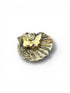 Porcelain Sea Slug on Scallop Shell