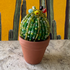DIY Beaded Ball Cactus Kit with Terracotta Pot