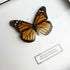 Monarch Butterfly (Danaus plexippus) Handmade Box Frame