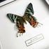 Sunset Moth (Chrysiridia rhipheus) Reverse Set Handmade Box Frame
