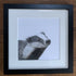 Fine Art Square Giclée Print of Badger