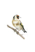 2023-07-31-0002Goldfinch