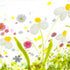 Spring Daisy NMW