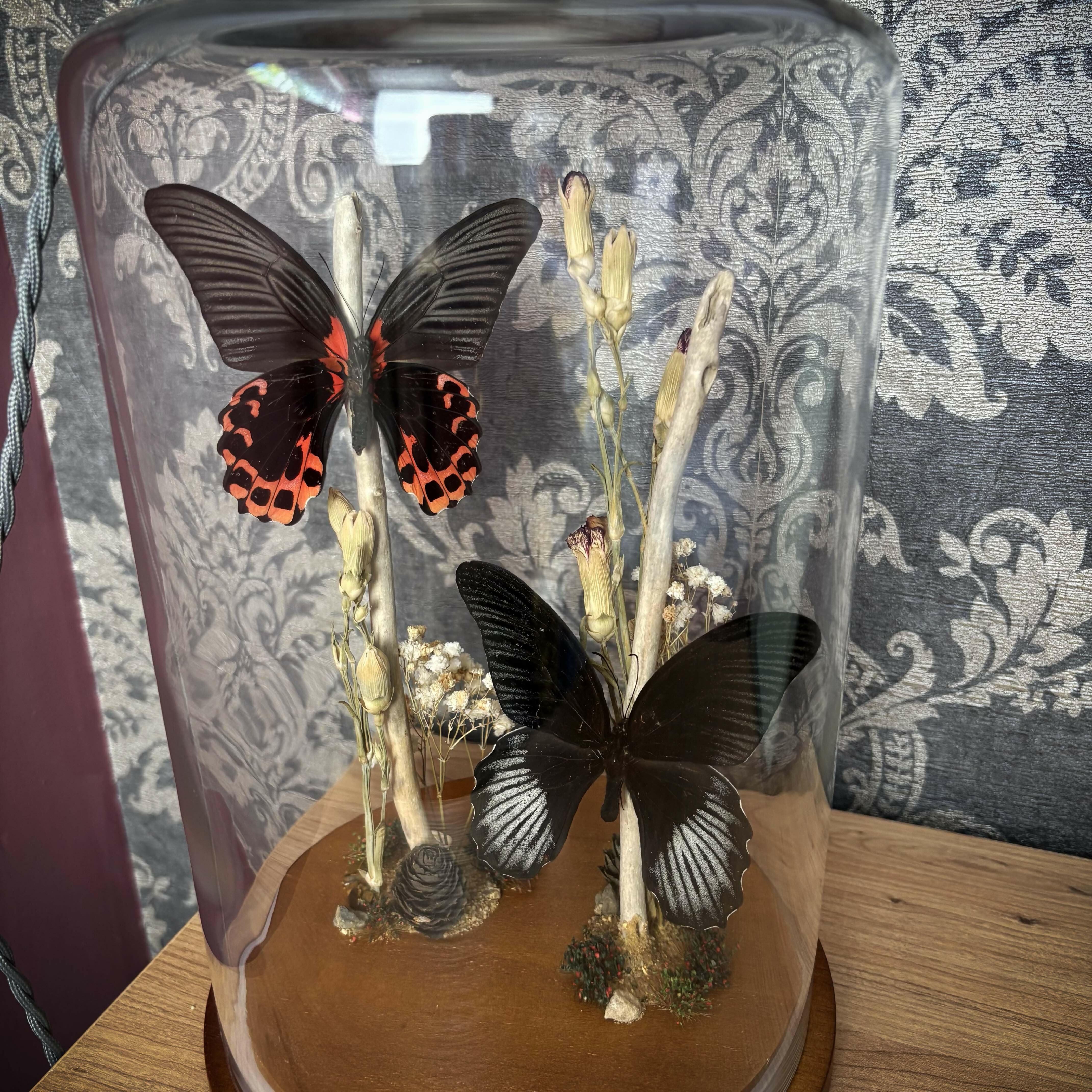 Real Butterfly Natural Display Glass Cloche Lamp with Grey Shade