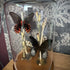 Real Butterfly Natural Display Glass Cloche Lamp with Grey Shade