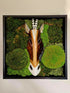 African Gazelle