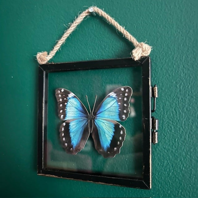 Lovely Faux Paper Blue & White Morpho Butterfly In Antique Inspired Frame