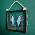 Lovely Faux Paper Blue & White Morpho Butterfly In Antique Inspired Frame