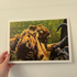 A4 Lion Print