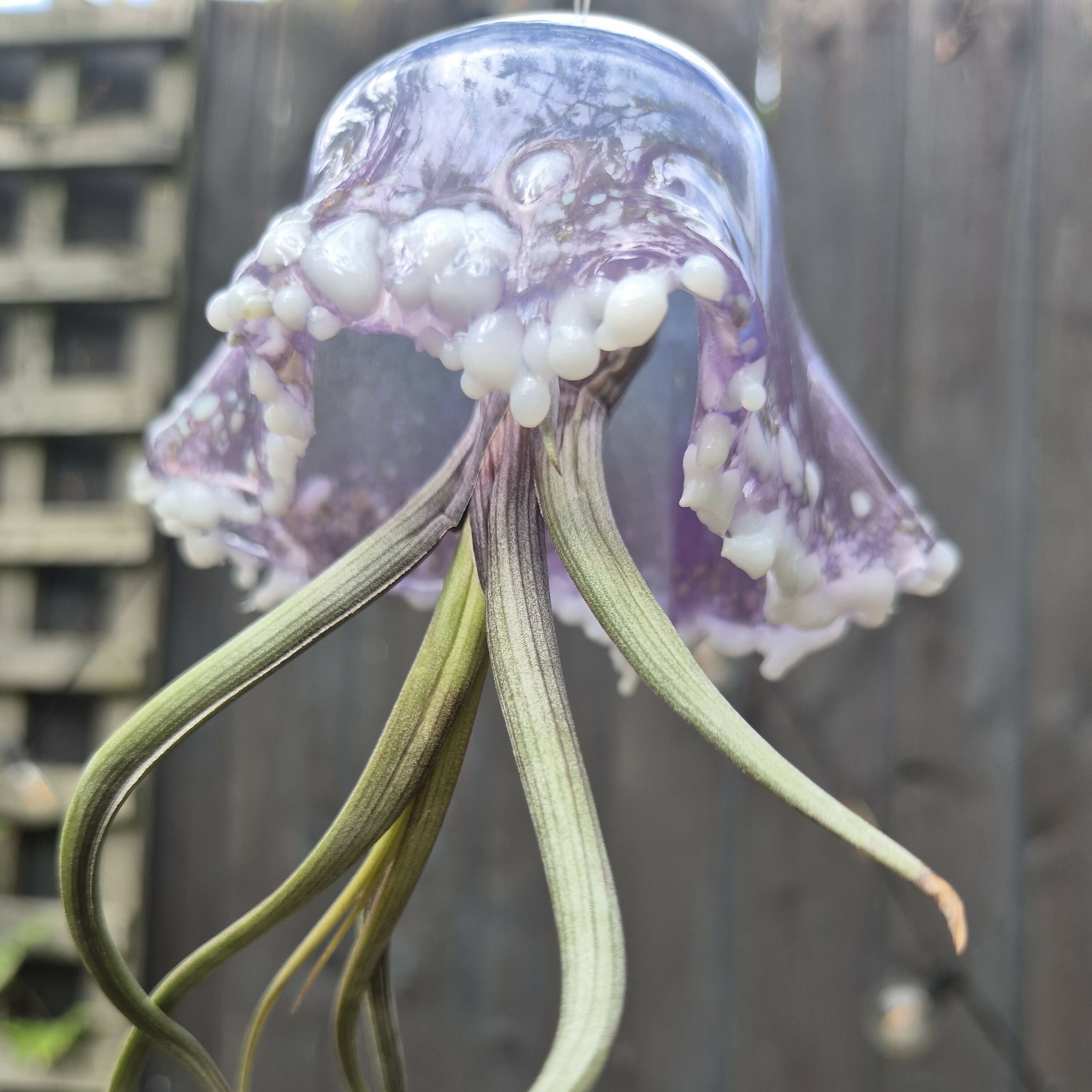 Mavis the Jellyfish