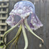 Mavis the Jellyfish