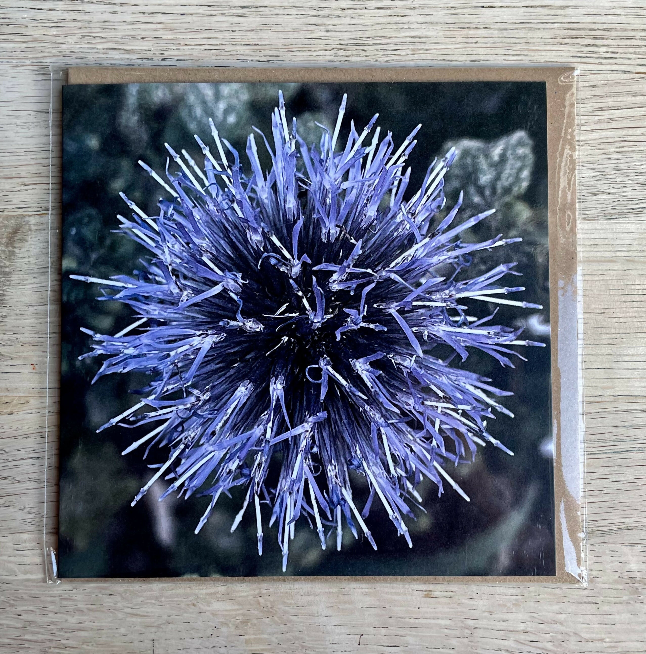 Globe Thistle – Square Greetings Card