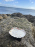 Scallop Shell Candle